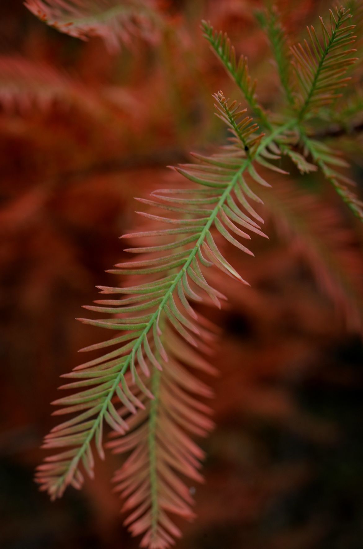 Fall colors 2020